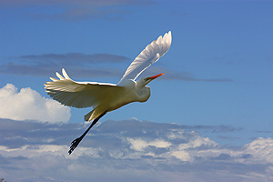 Intemediate Egret